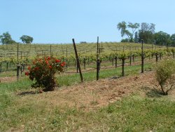 Days of wine and roses